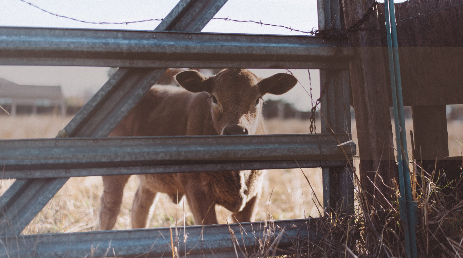 A cow peering through a fence