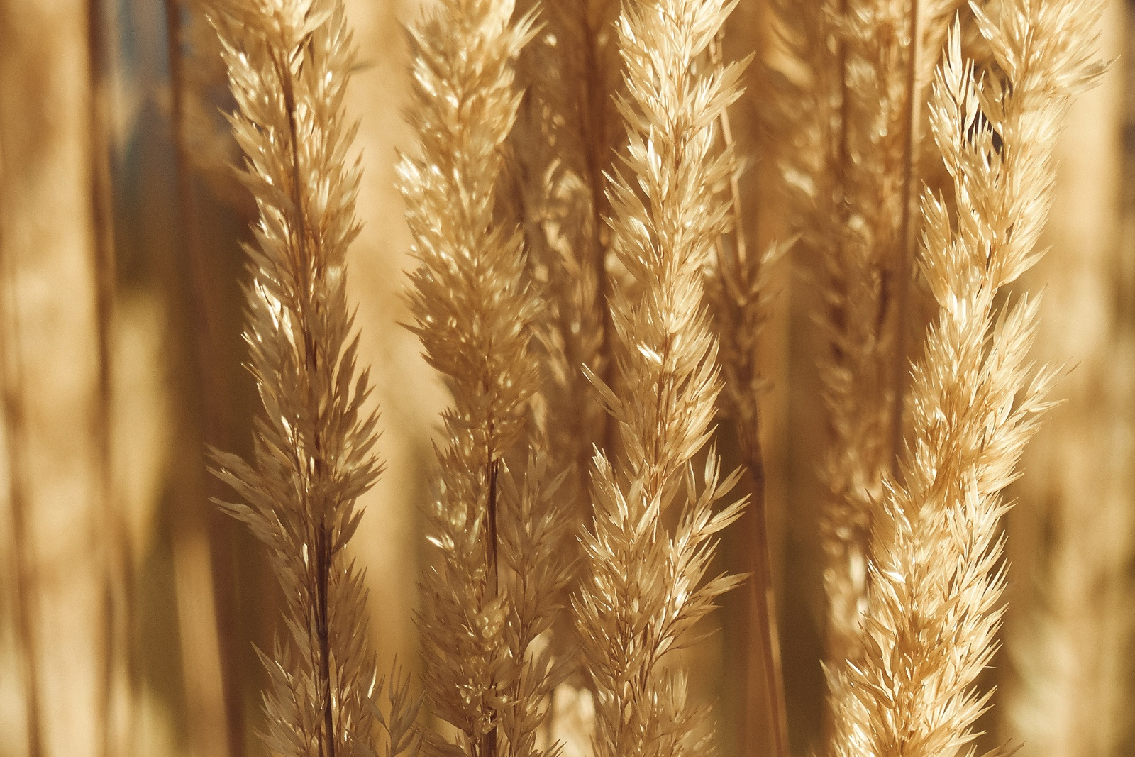 A close up view of golden wheat tops