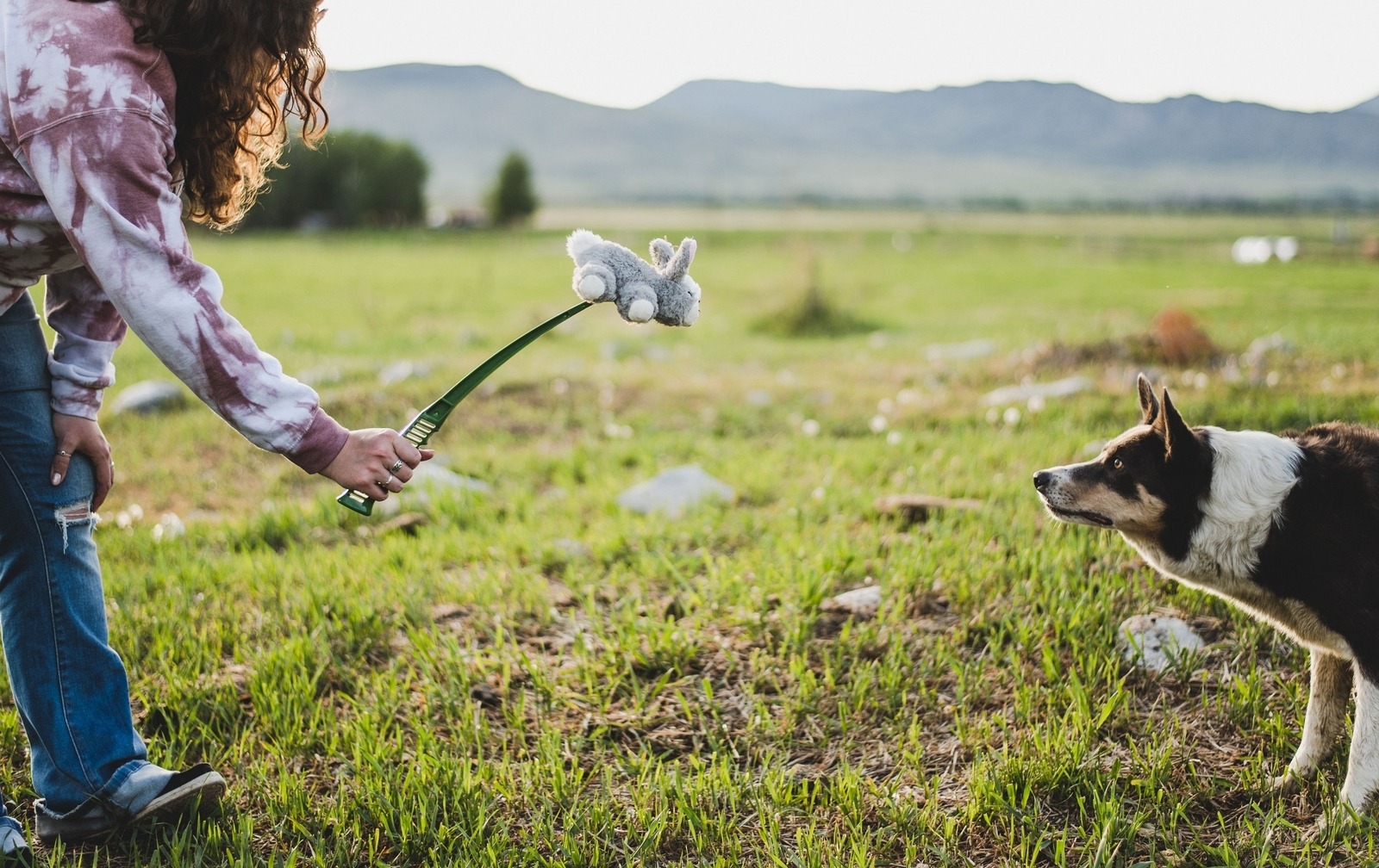 Lauren playing fetch with Smoky the border collie