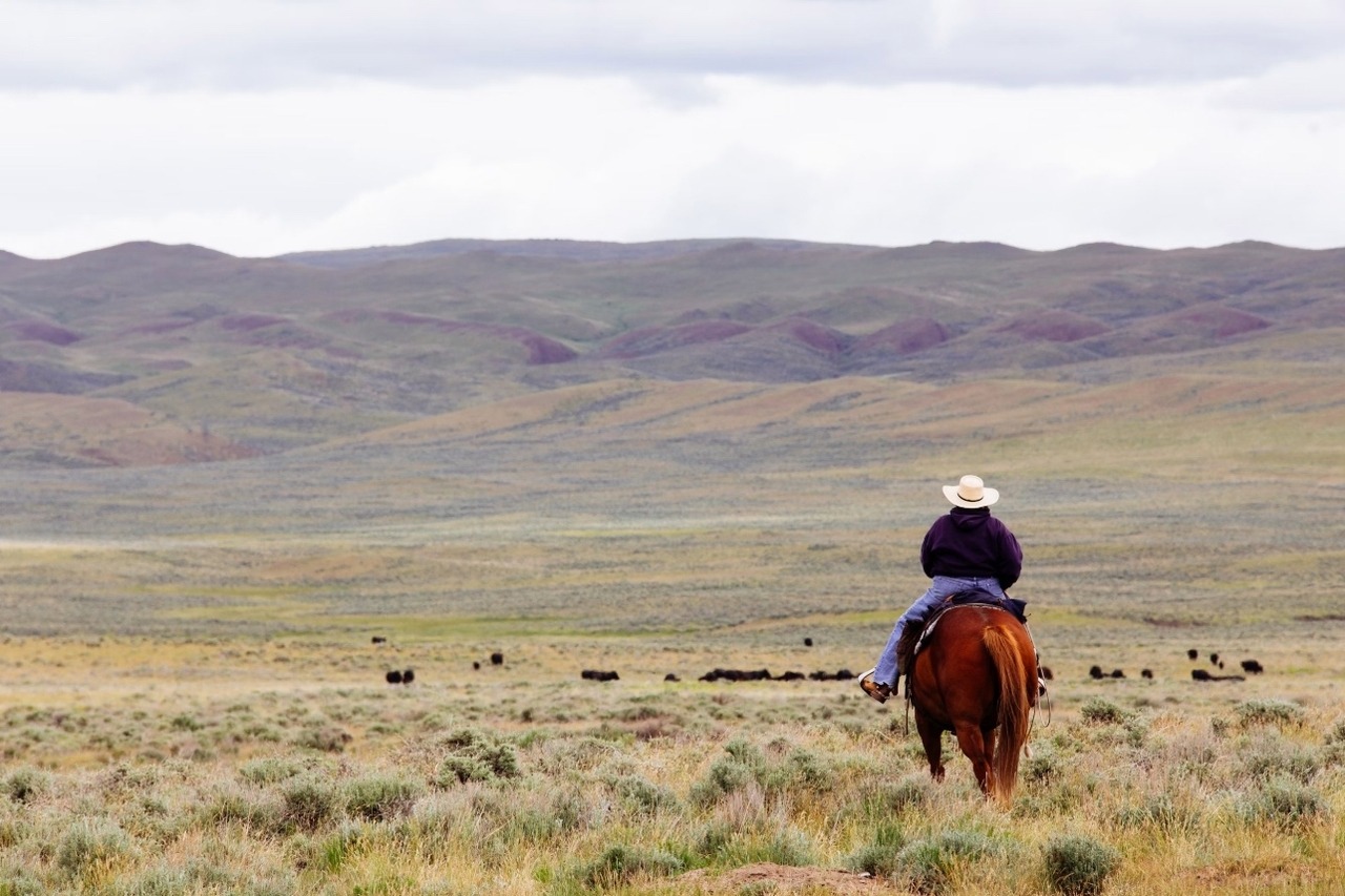 Cowboy on the range with cattle