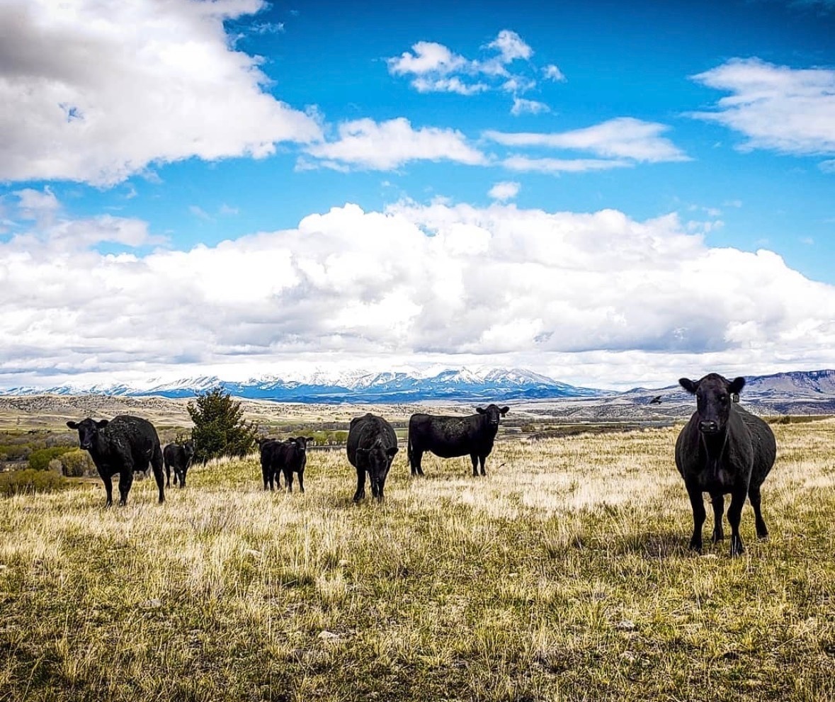 cows in a pasture