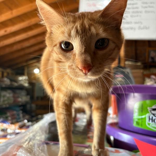 PJ the orange cat