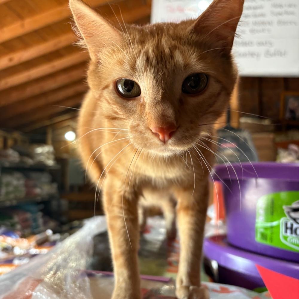 PJ the orange cat