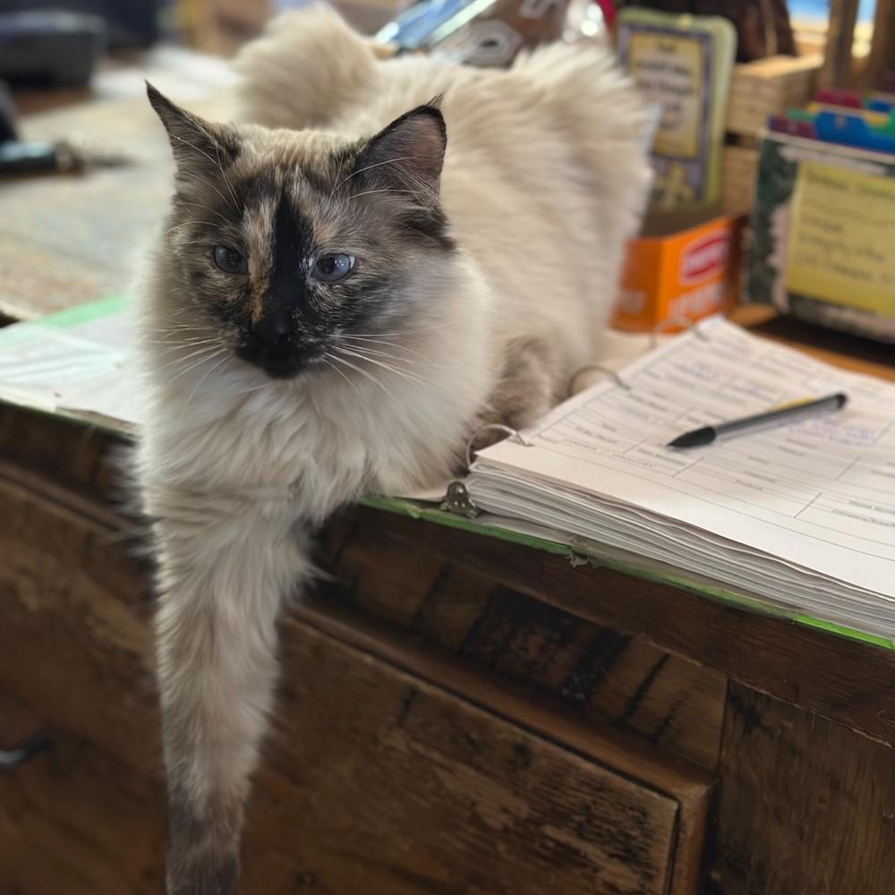 Patty the cat