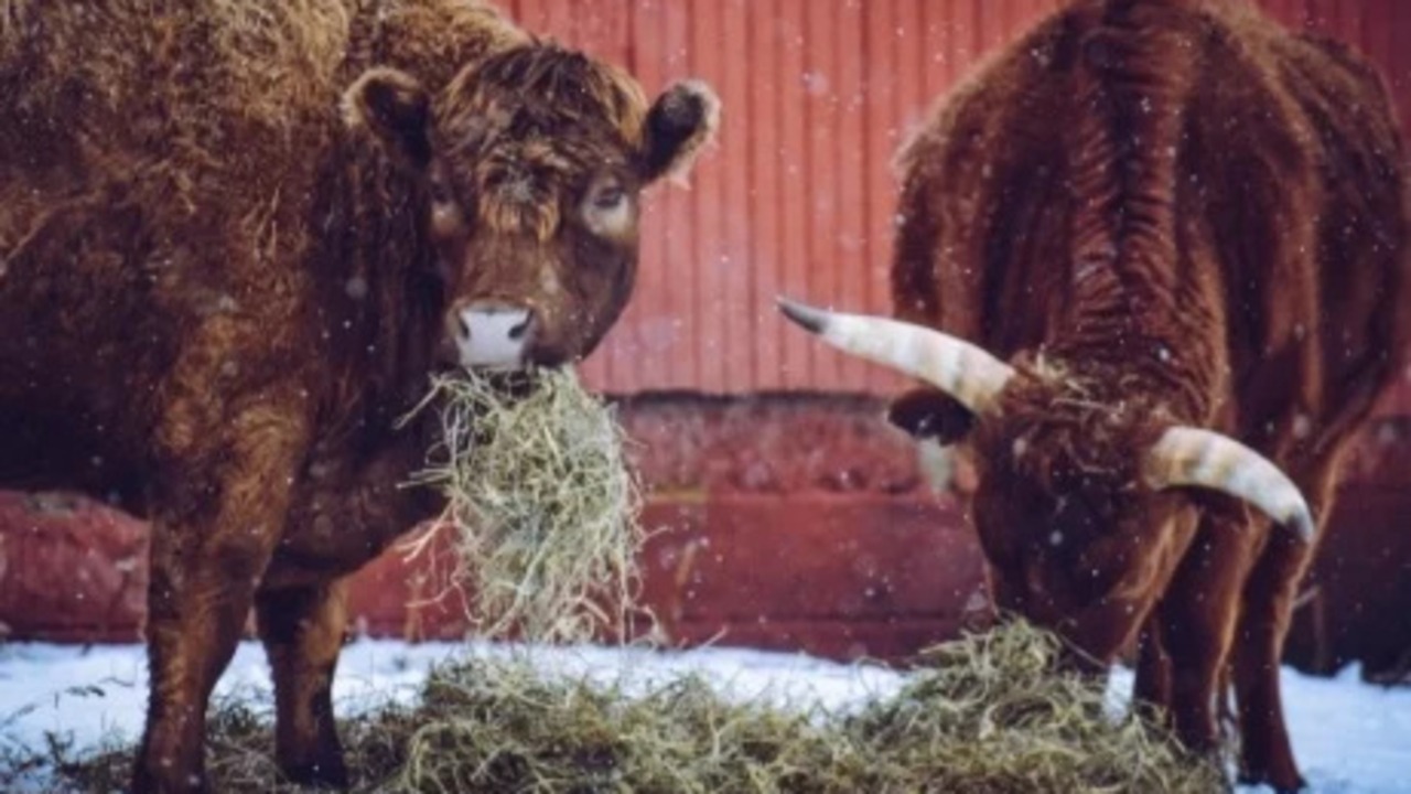 Hay/Feed/Water Samples and Analysis