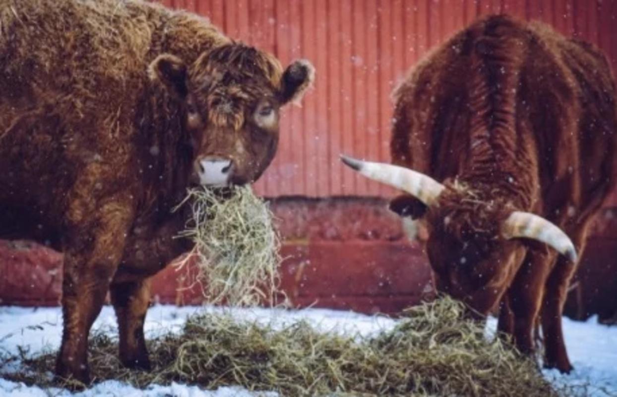 Hay/Feed/Water Samples and Analysis