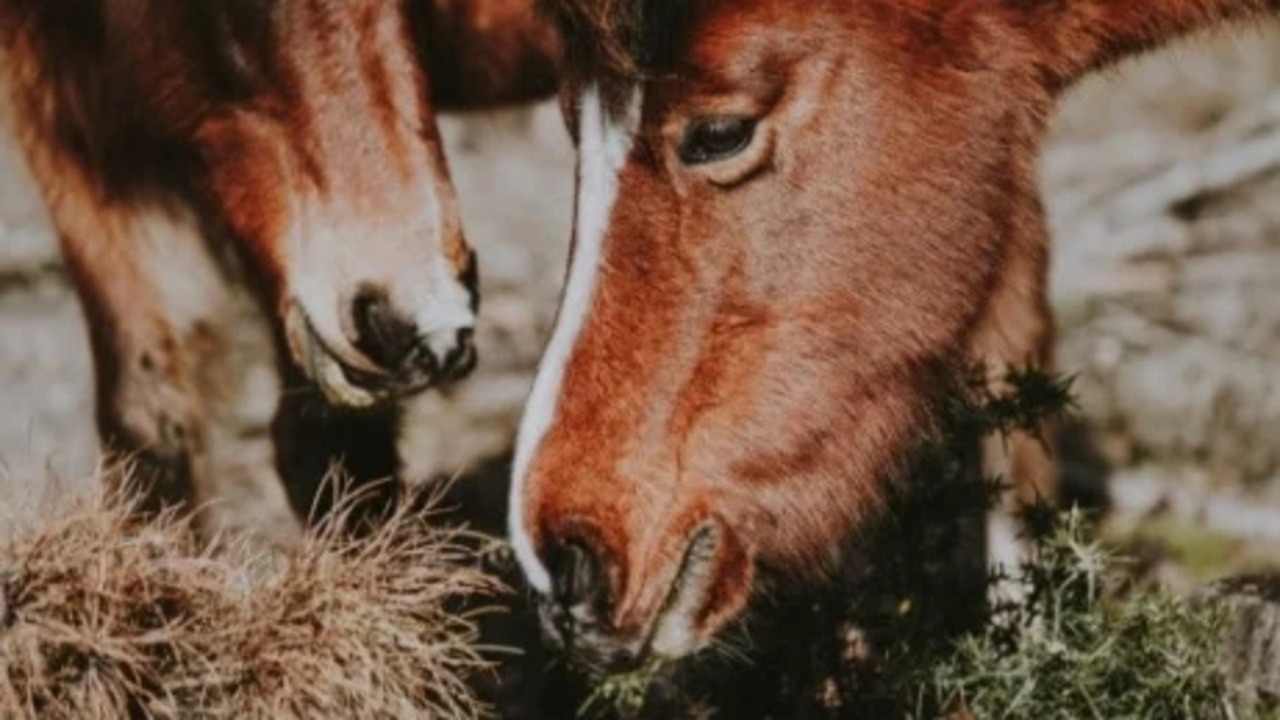 On-Ranch Nutrition Consulting