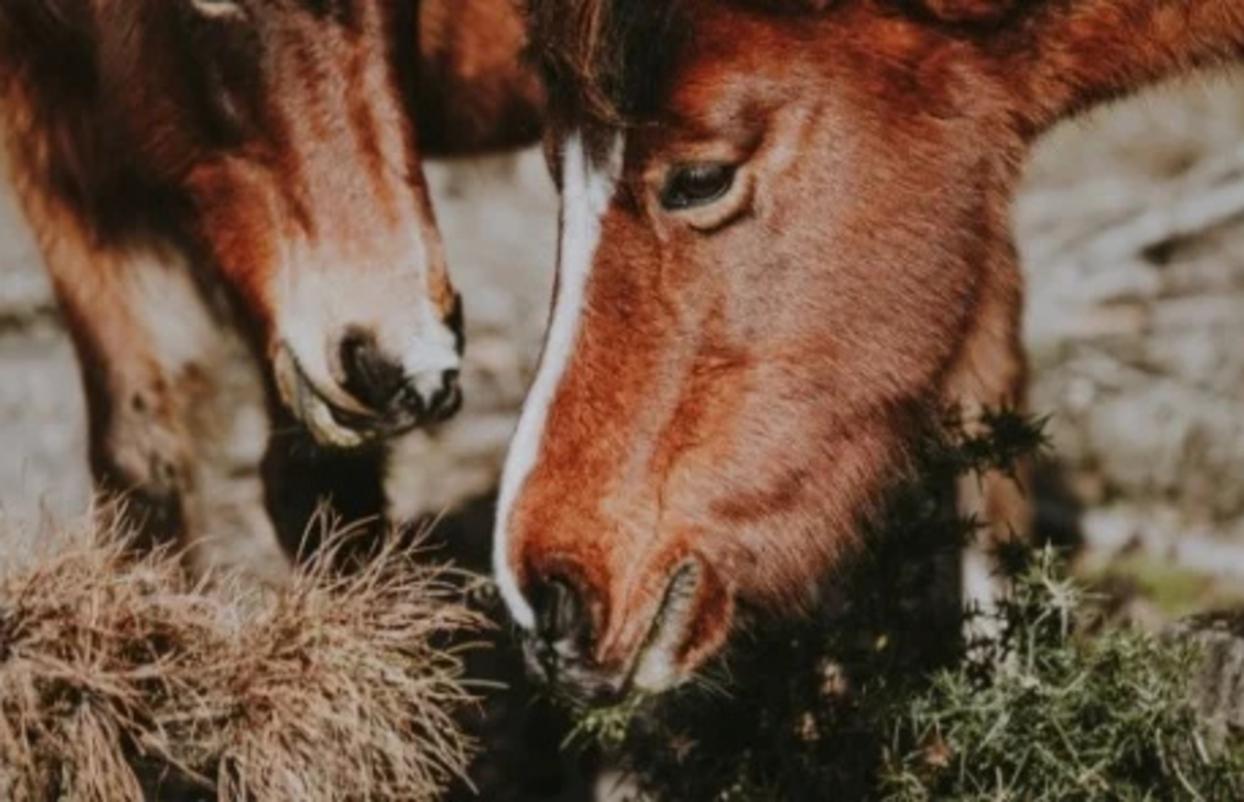 On-Ranch Nutrition Consulting