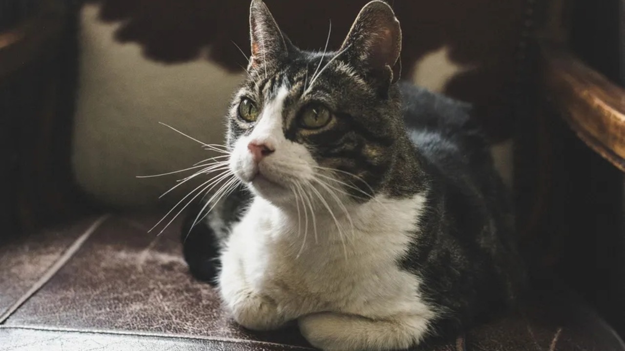 Pet Allergy Testing Kits and Personalized Diet Plans