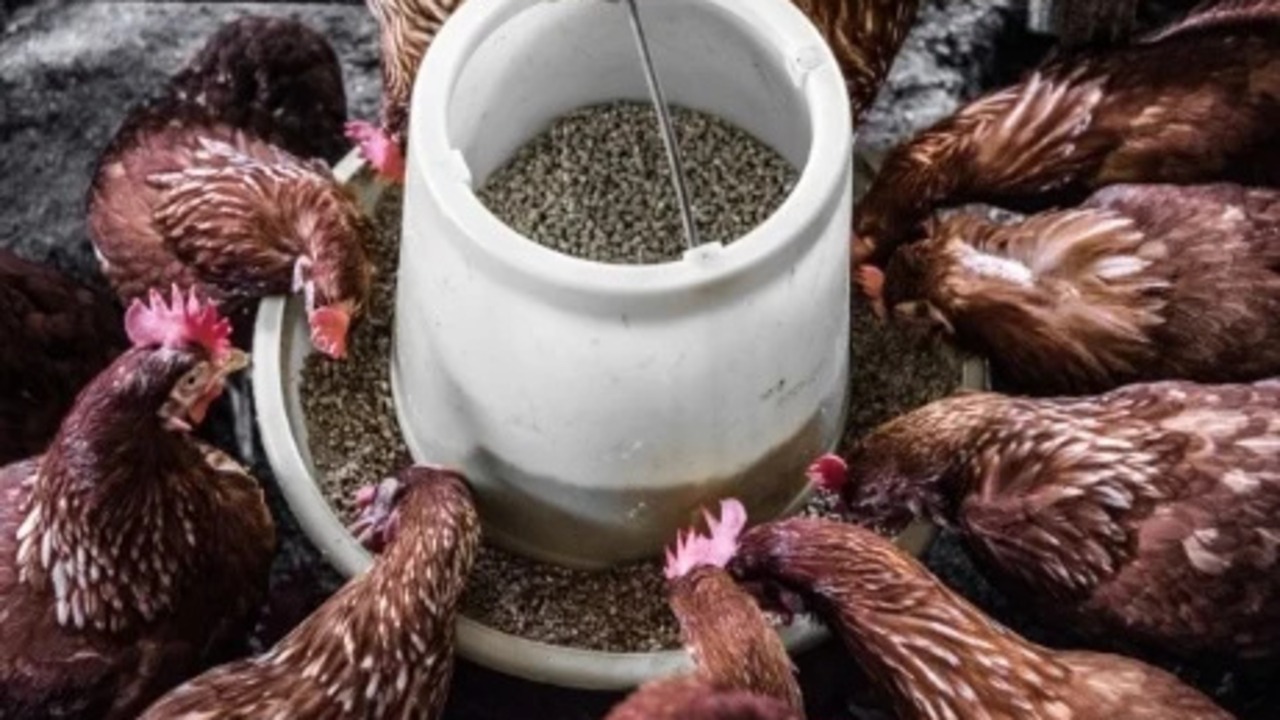 Custom Feed and Mineral Blends
