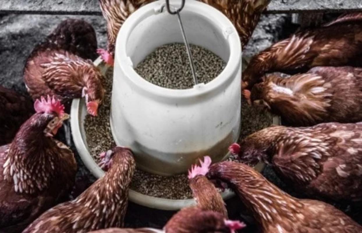 Custom Feed and Mineral Blends