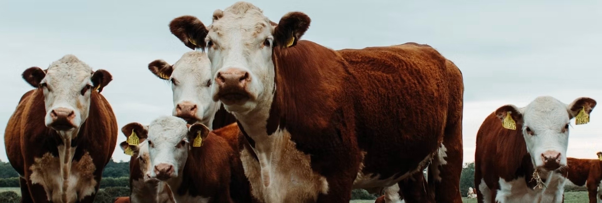 Cows