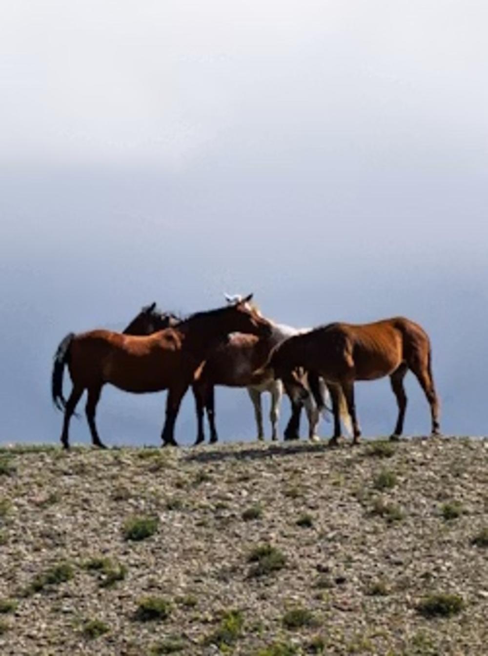 Horses against the skyline