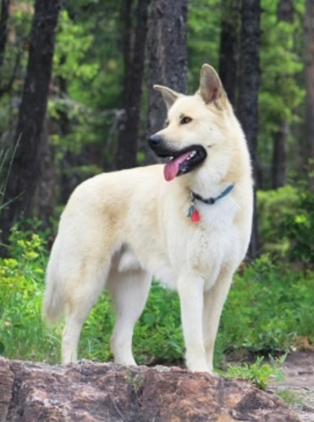 Dog