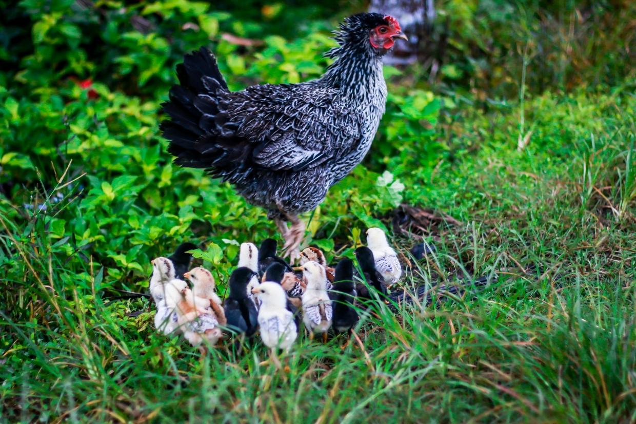 Hen and chicks.